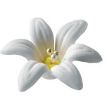 Narcisos Azúcar