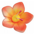 Flor de Campo