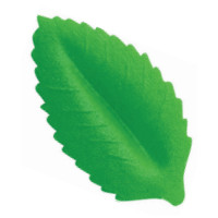 Hoja Nº 2