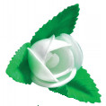 Rosa Extra Blanca