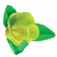 Rosa nº 7 con Hoja Amarilla