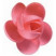 Rosa nº 1 Rosa