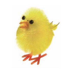 Pollo Amarillo 2 5 Cms    