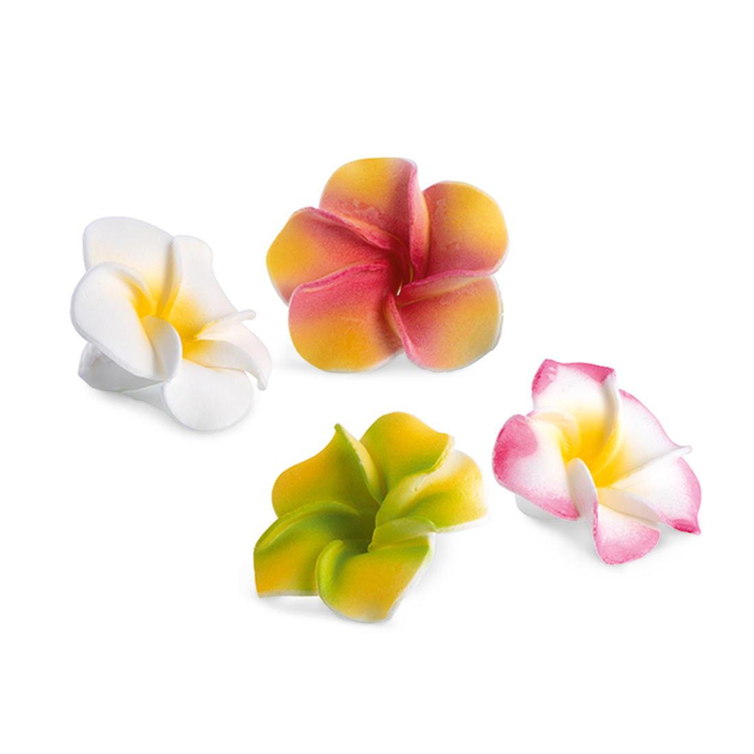 Plumeria assortment