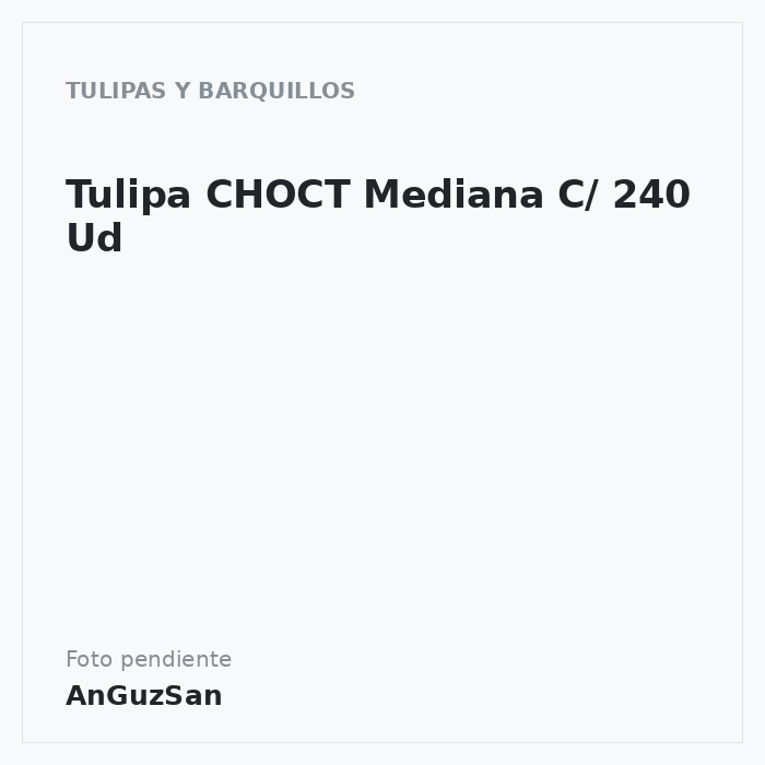 Tulipa CHOCT Mediana C/ 240 Ud